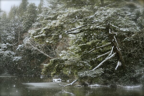 Winter landscape in snowfall