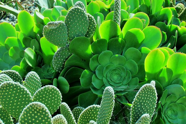 Beaux cactus feuillus dans le jardin