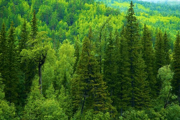 Russische Taiga. Dunkler Wald