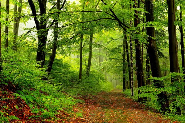 Colori verdi tenui della foresta primaverile