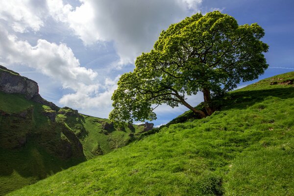 Graue Wolken am Himmel. Der Baum