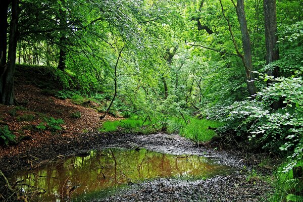 Fabuleux été dans la forêt de beauté