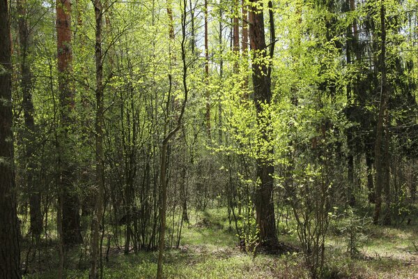 Lisière printanière de la forêt au soleil