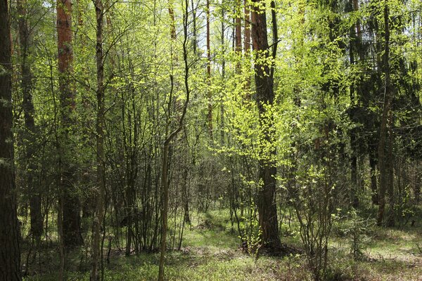 Wiosenna krawędź lasu w promieniach słońca