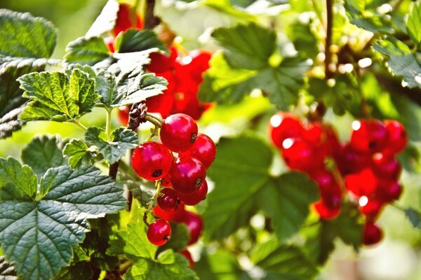 Bacche luminose di ribes rosso al sole