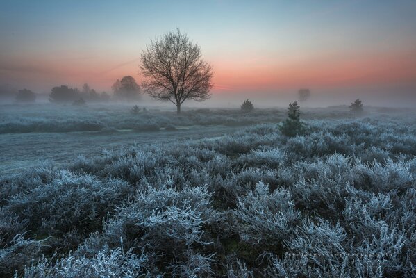Spring frost in the Netherlands