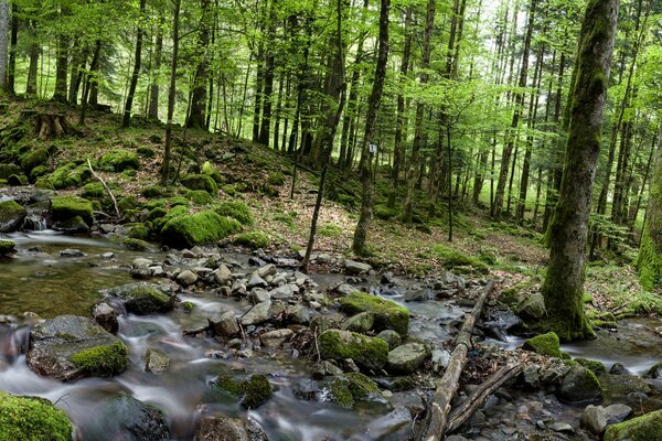 Flusso del fiume nella foresta tra gli alberi