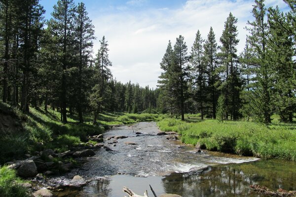 Río de montaña en el bosque de coníferas