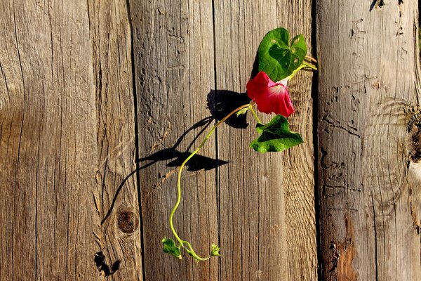 Photo of loach in summer on the fence