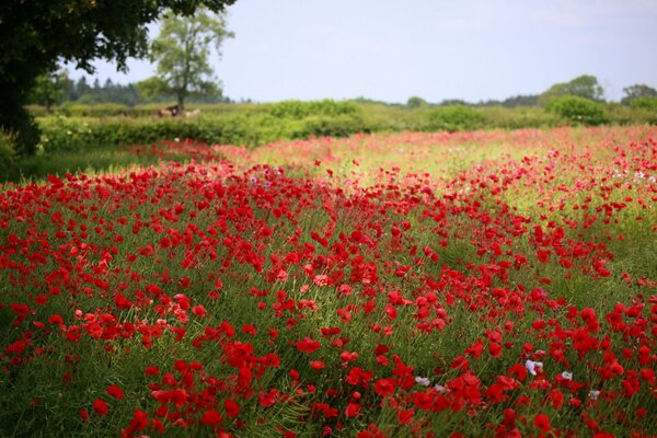 Campo punteggiato di fiori di papavero
