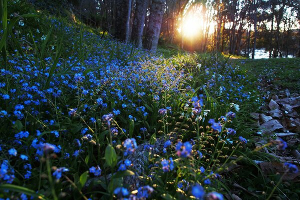 A clearing with flowers in the morning dawn