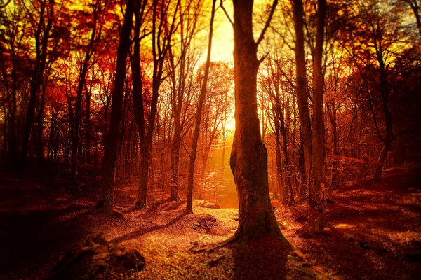 Bosque de la tarde en los rayos rojos del atardecer