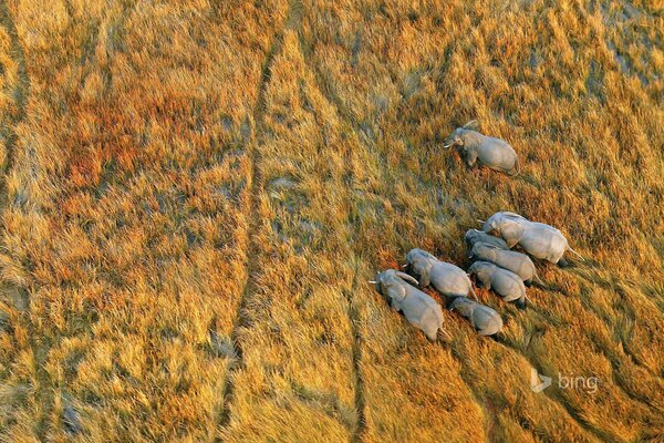 African elephants in the Okavango Delta