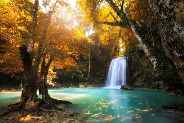 Cascata nella tranquilla foresta autunnale