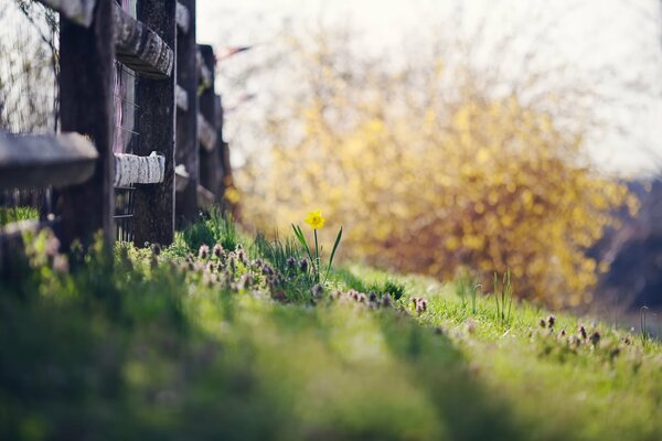 Schöne Landschaft von Sommergras am Zaun