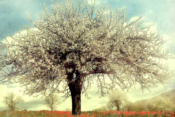 Un albero in fiore nel mezzo di un campo