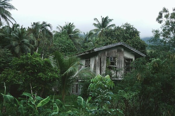 Maison en bois effondrée dans la jungle
