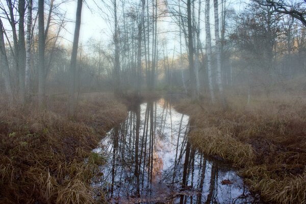 Gehen Sie am frühen nebligen Morgen im Wald
