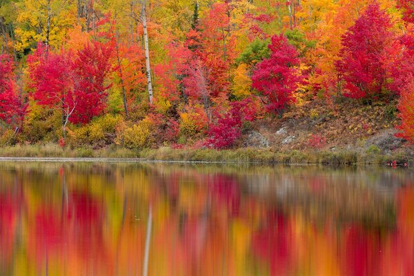 Arbres de forêt automne lumineux au bord de la rivière
