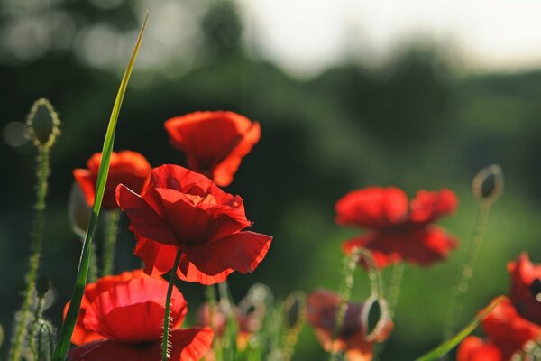 Coquelicots lumineux sur fond vert