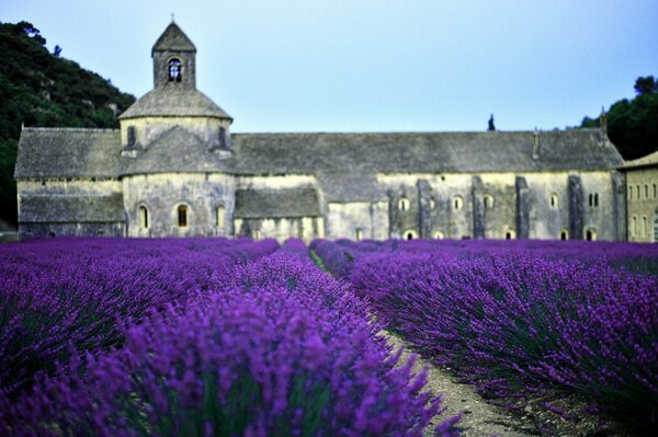 Lavendelfeld vor einer Kirche in Frankreich