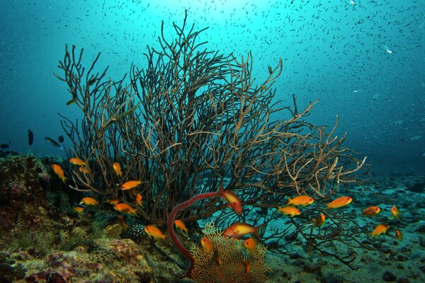 Peces de colores en el mundo submarino