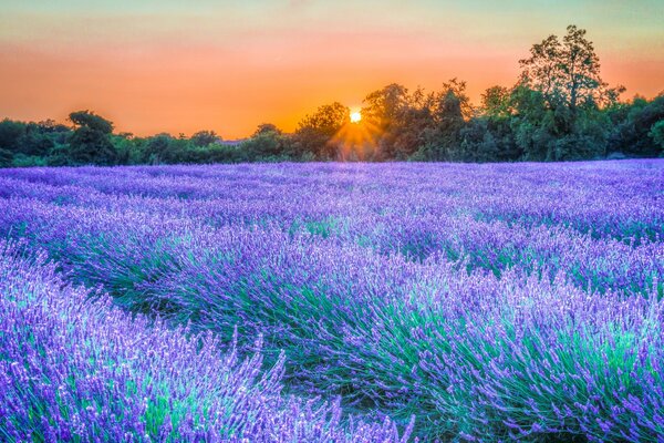 Plantation de lavande magique au coucher du soleil