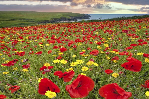 A large meadow with wildflowers