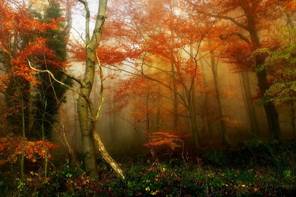 En automne, il y a souvent du brouillard dans la forêt