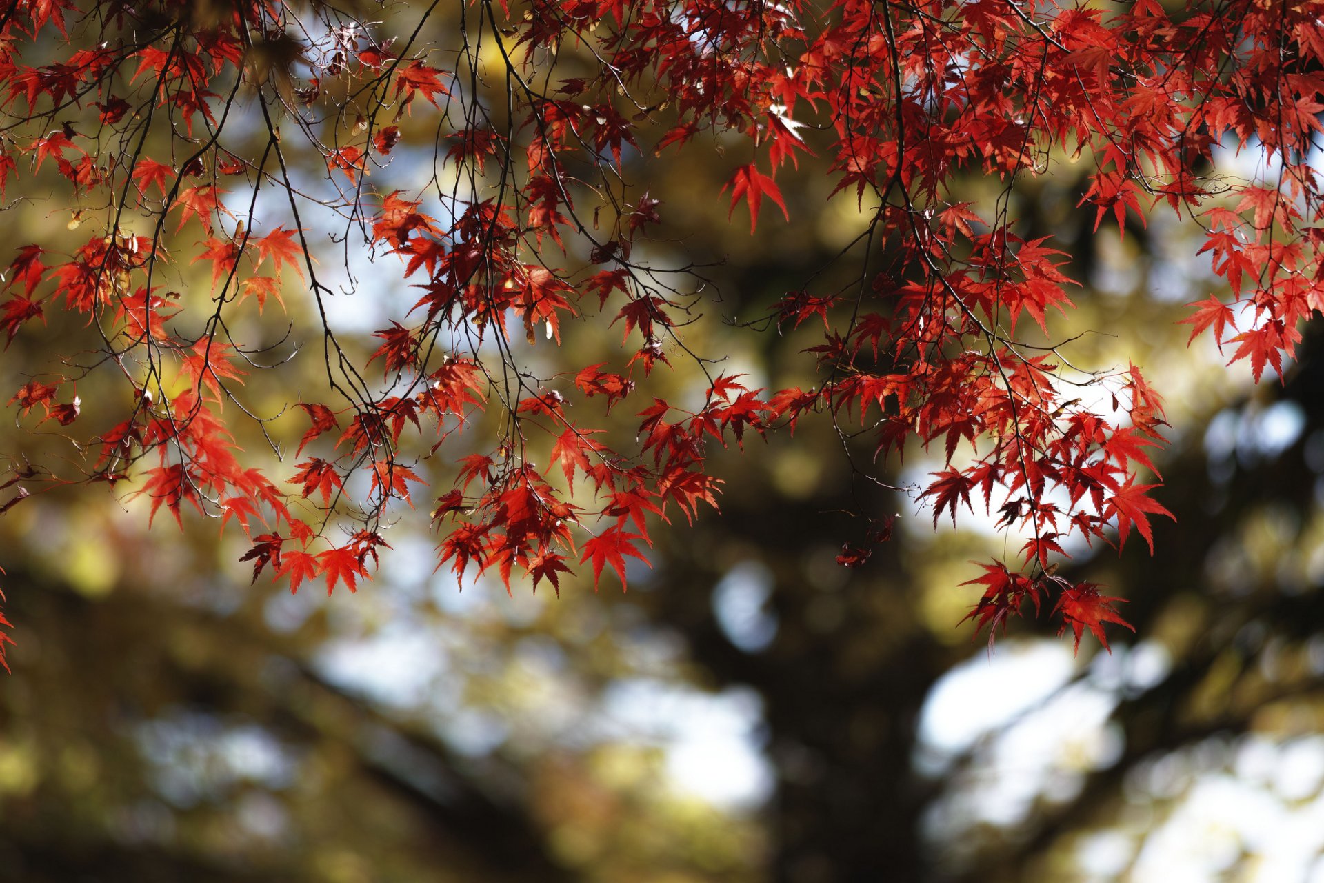 baum ahorn blätter herbst purpurrot