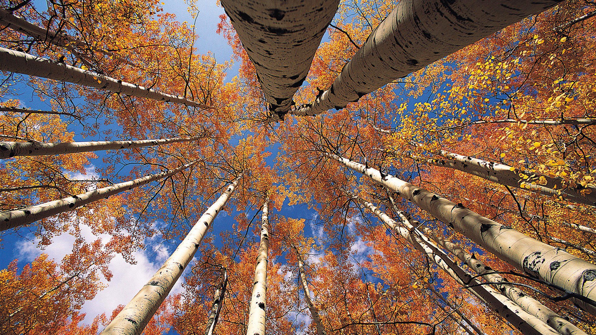 himmel bäume stamm blätter herbst espe krone