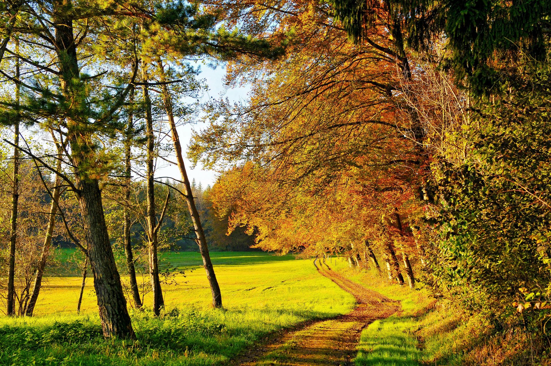 autumn forest tree yellow sun path field grass green