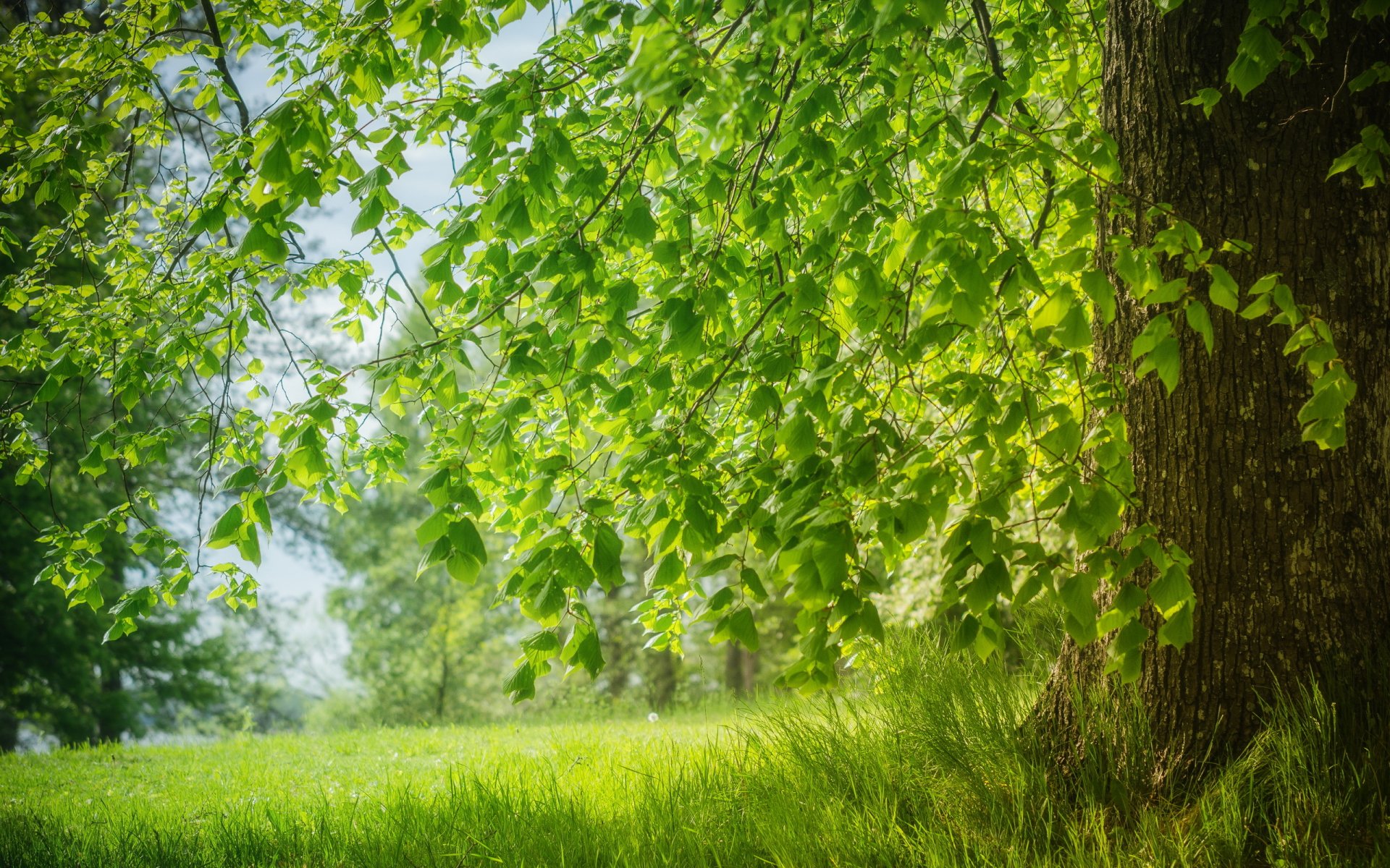 baum sommer natur