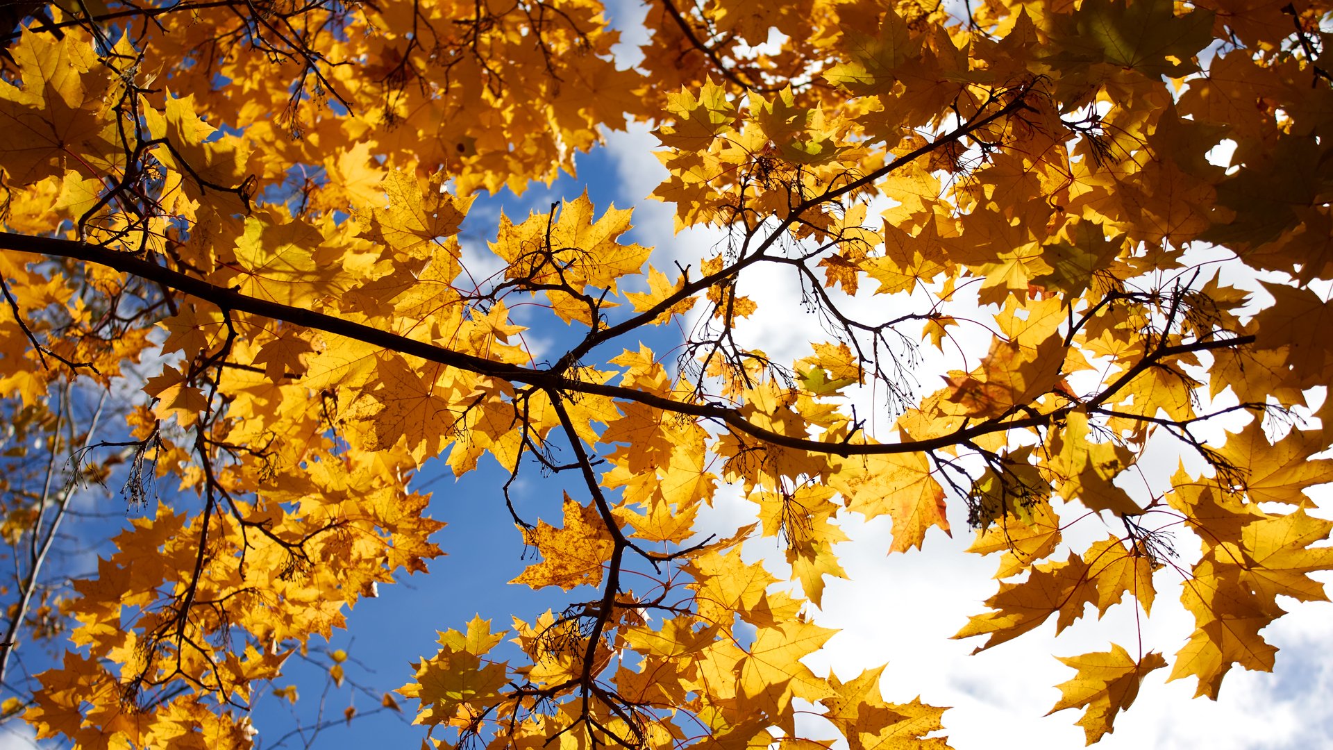 cielo nuvole albero acero foglie autunno