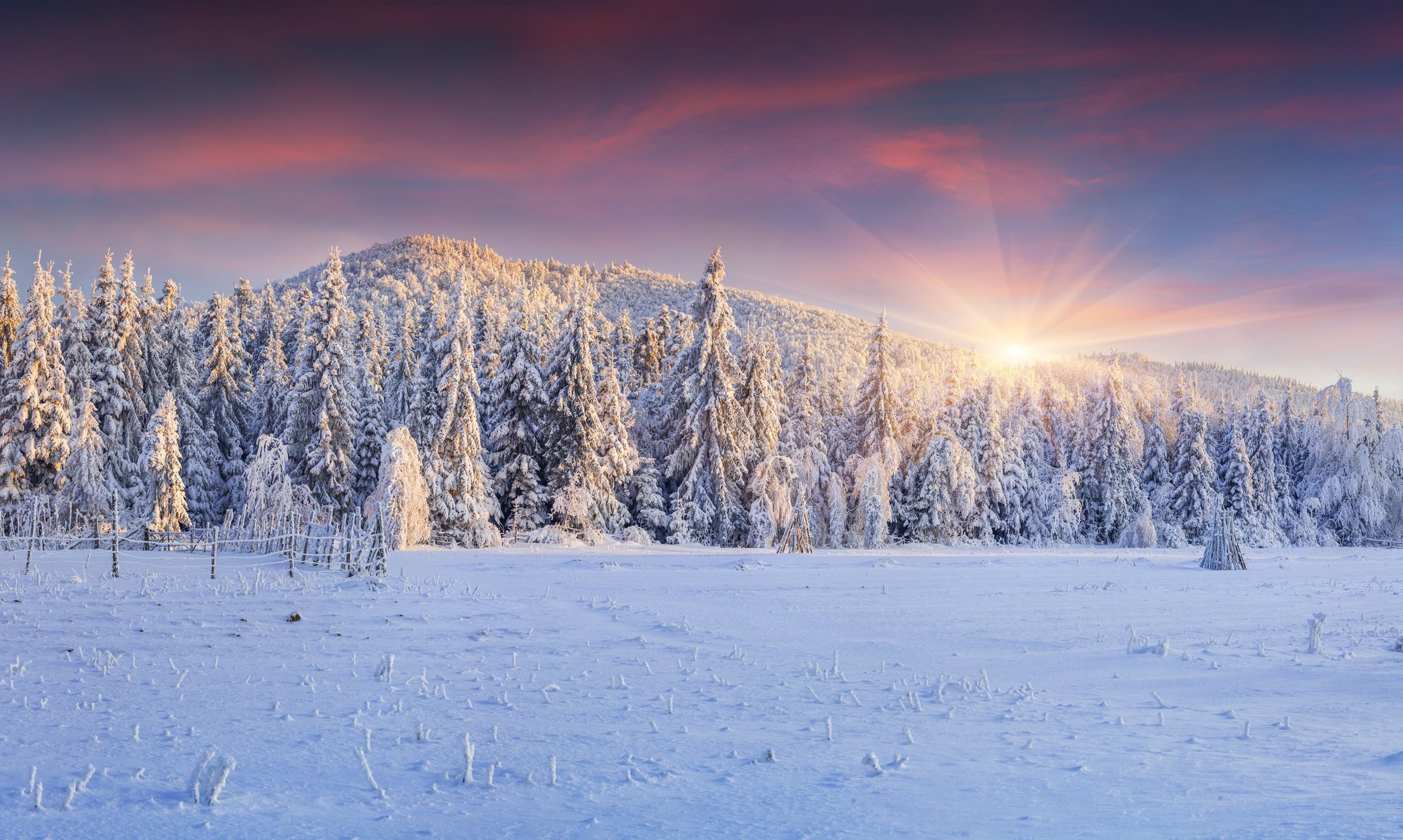 hiver paysage neige hiver arbres de noël