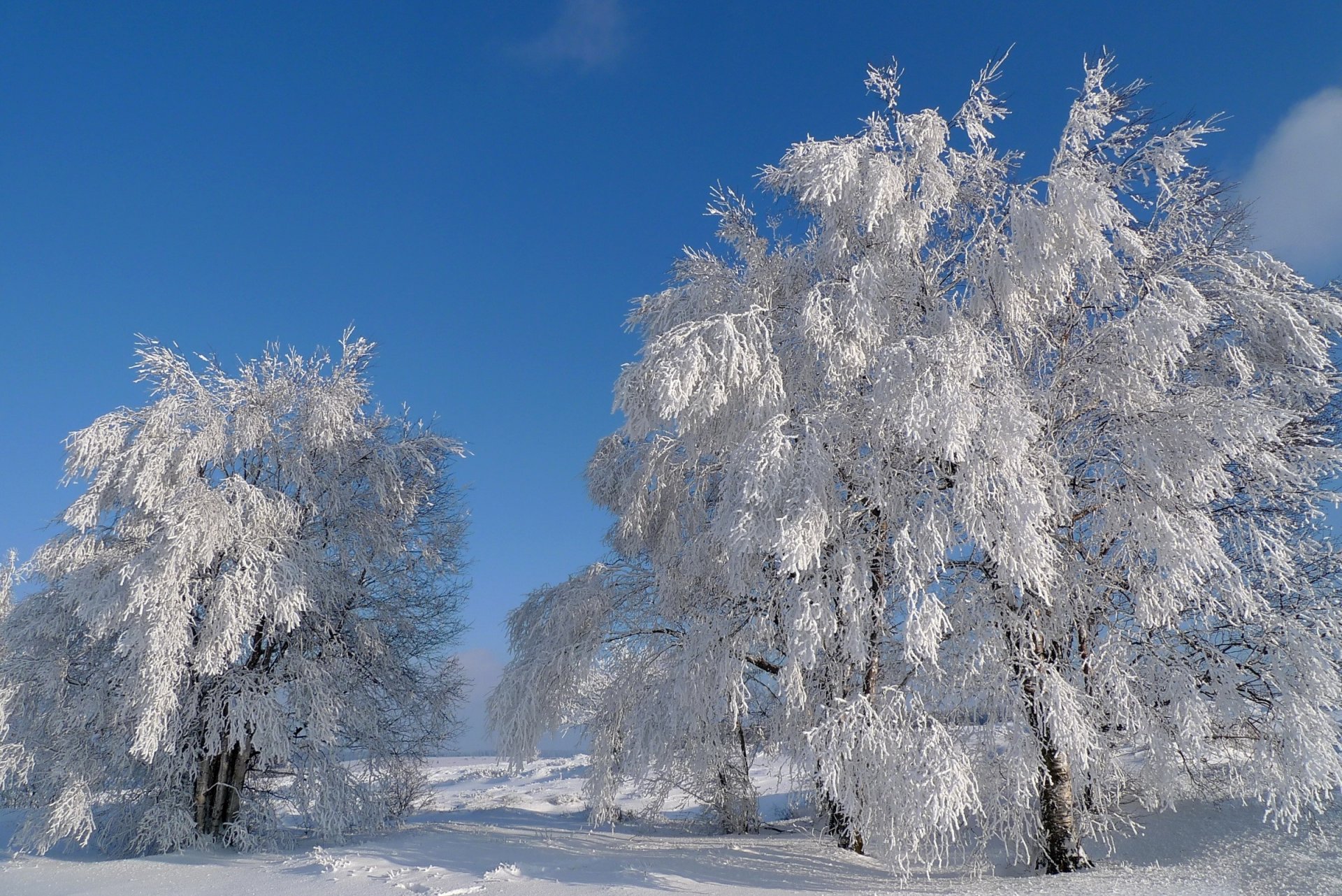 ciel hiver arbres neige