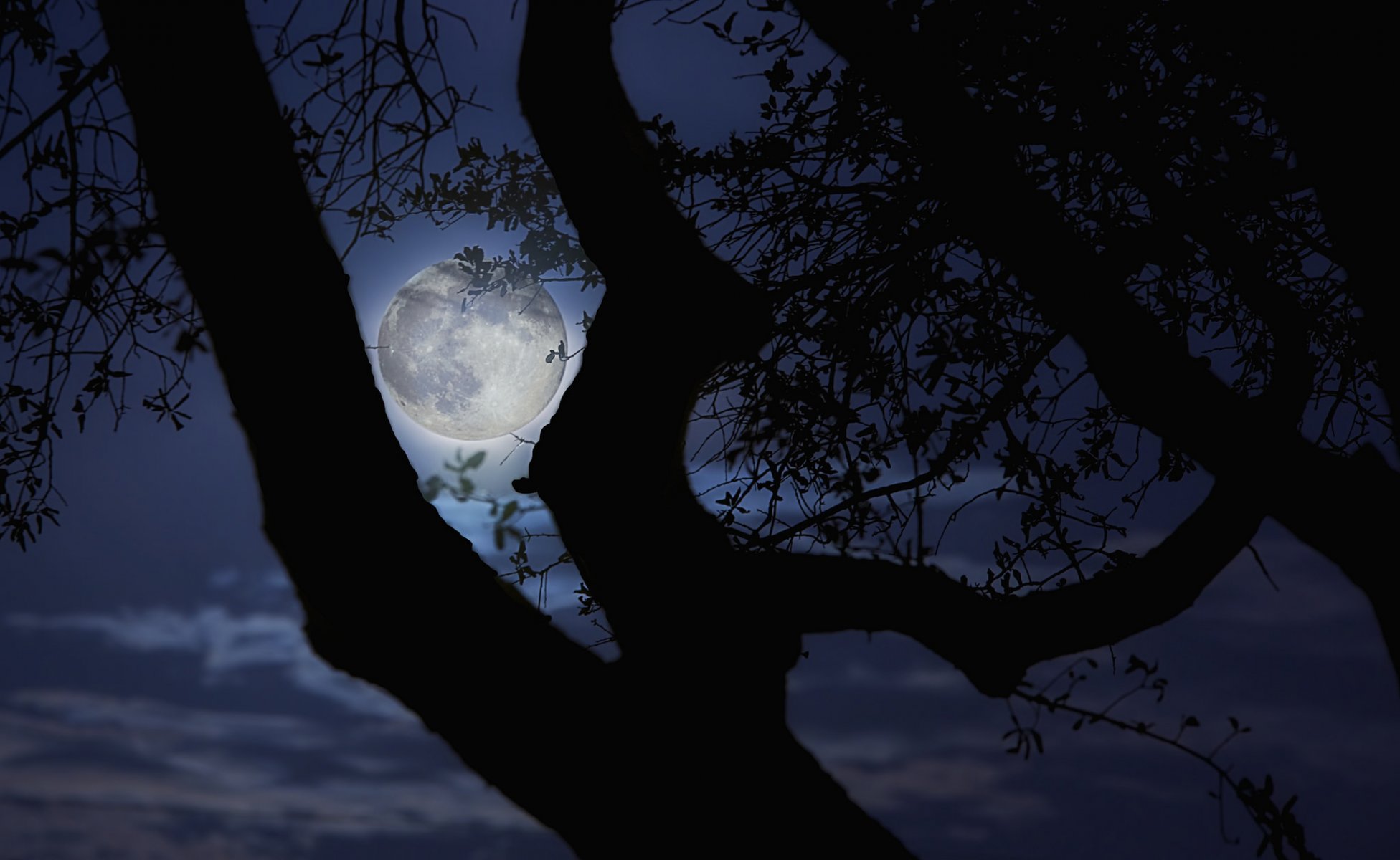 moon tree branches night