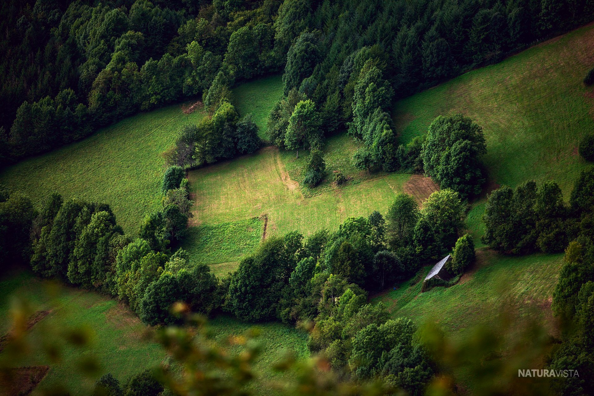 nature summer slopes tree