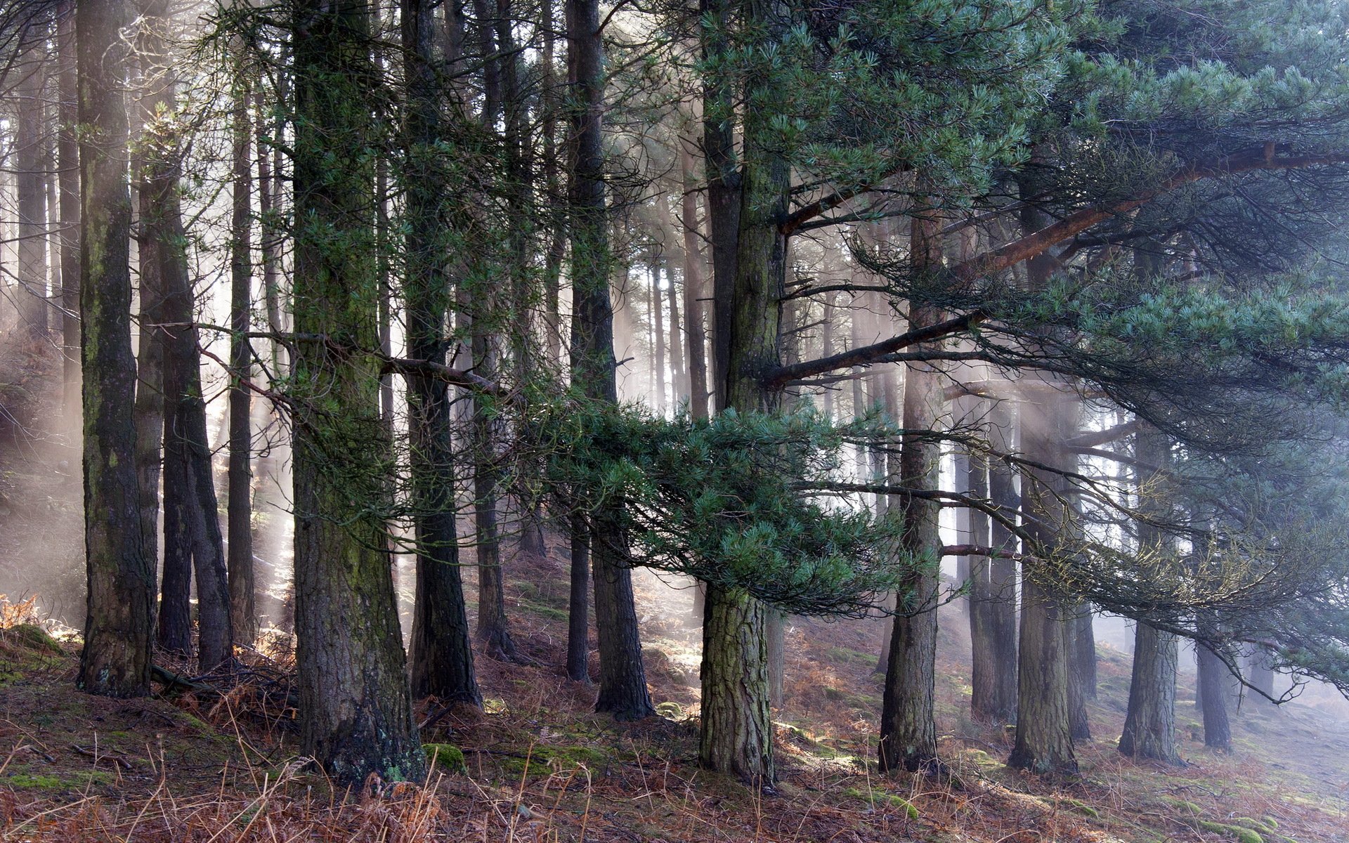 bosque naturaleza mañana