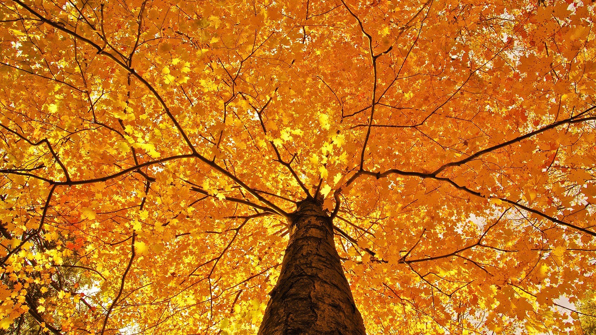 tree autumn beautiful