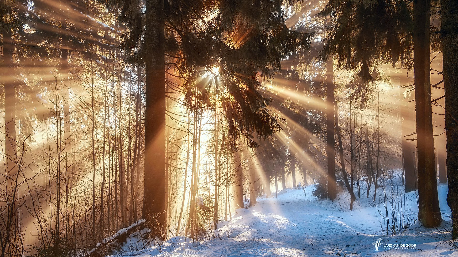 allemagne hiver février forêt branches soleil rayons lumière sentier neige