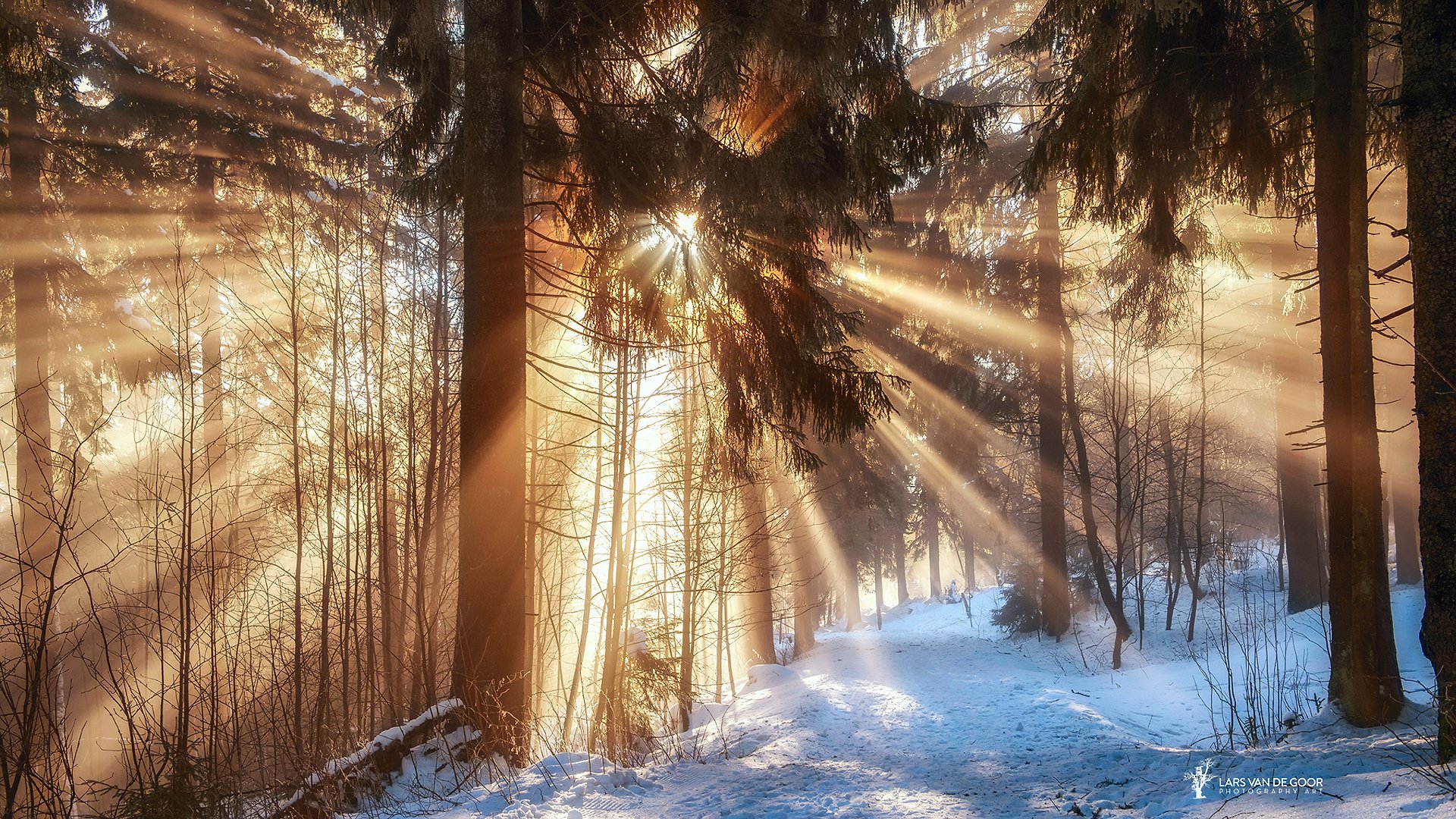 Утренний зимний лес