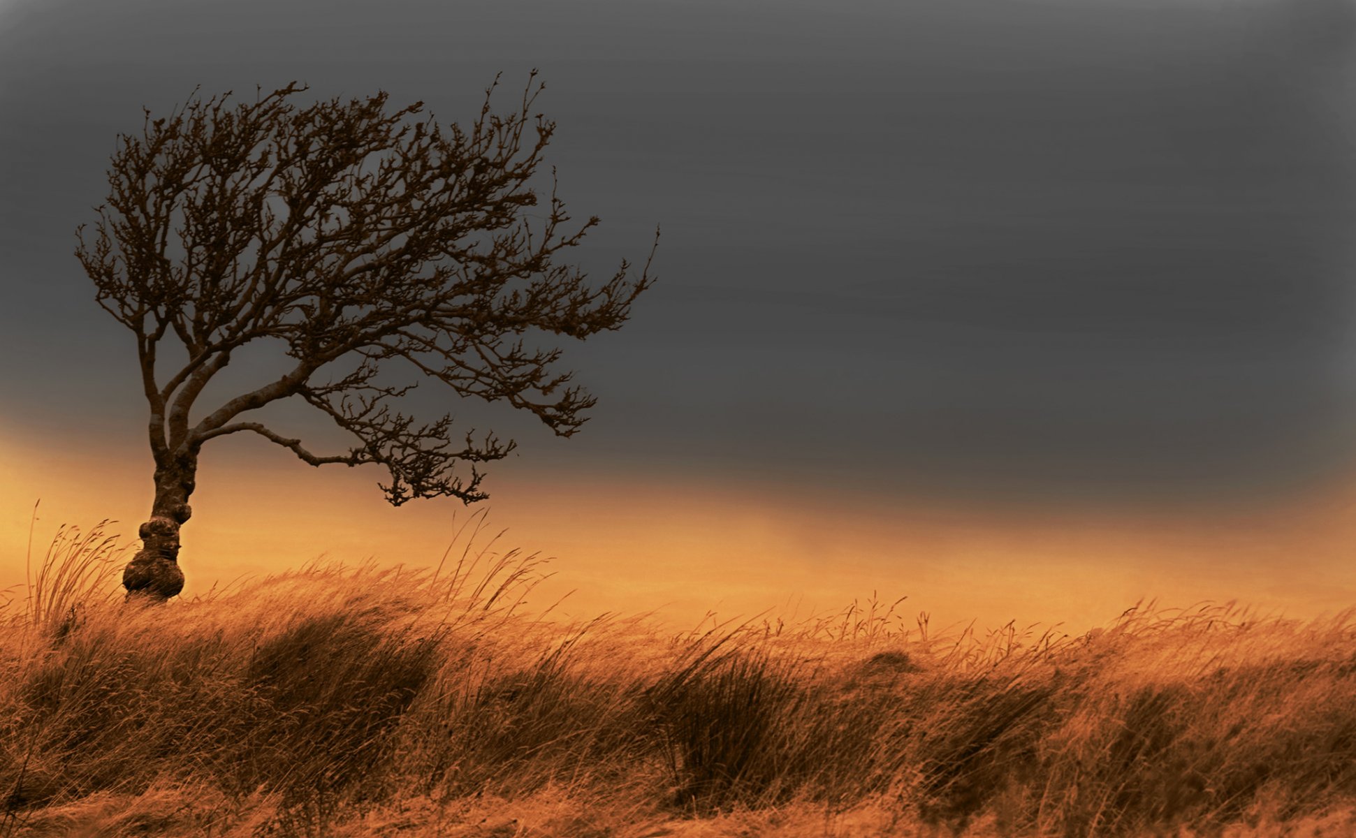 himmel feld gras baum wind herbst