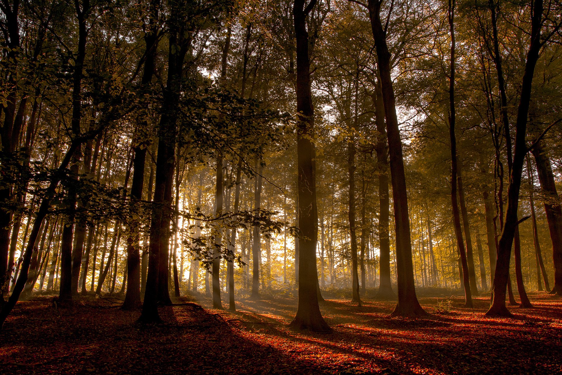 bäume wald baum sonnenuntergang