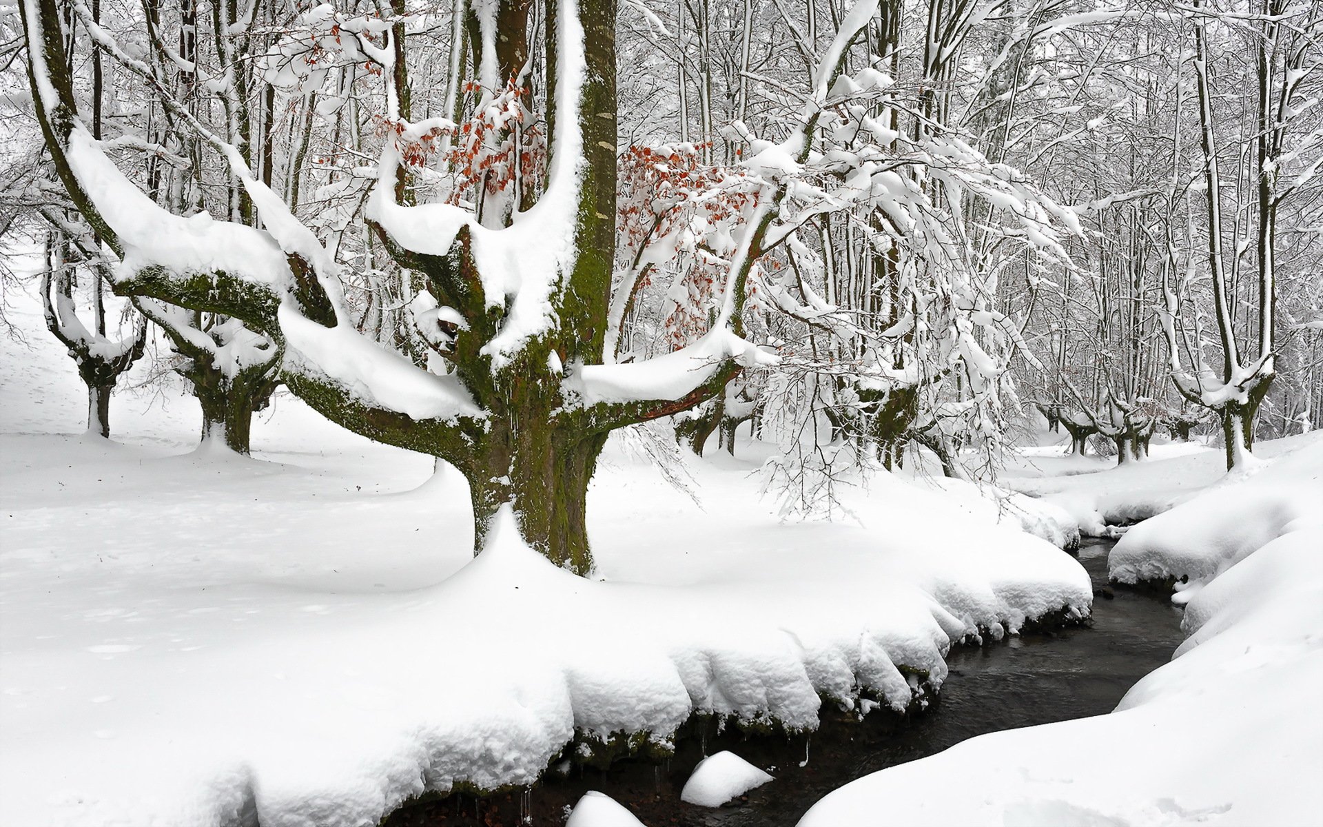 invierno río bosque nieve naturaleza