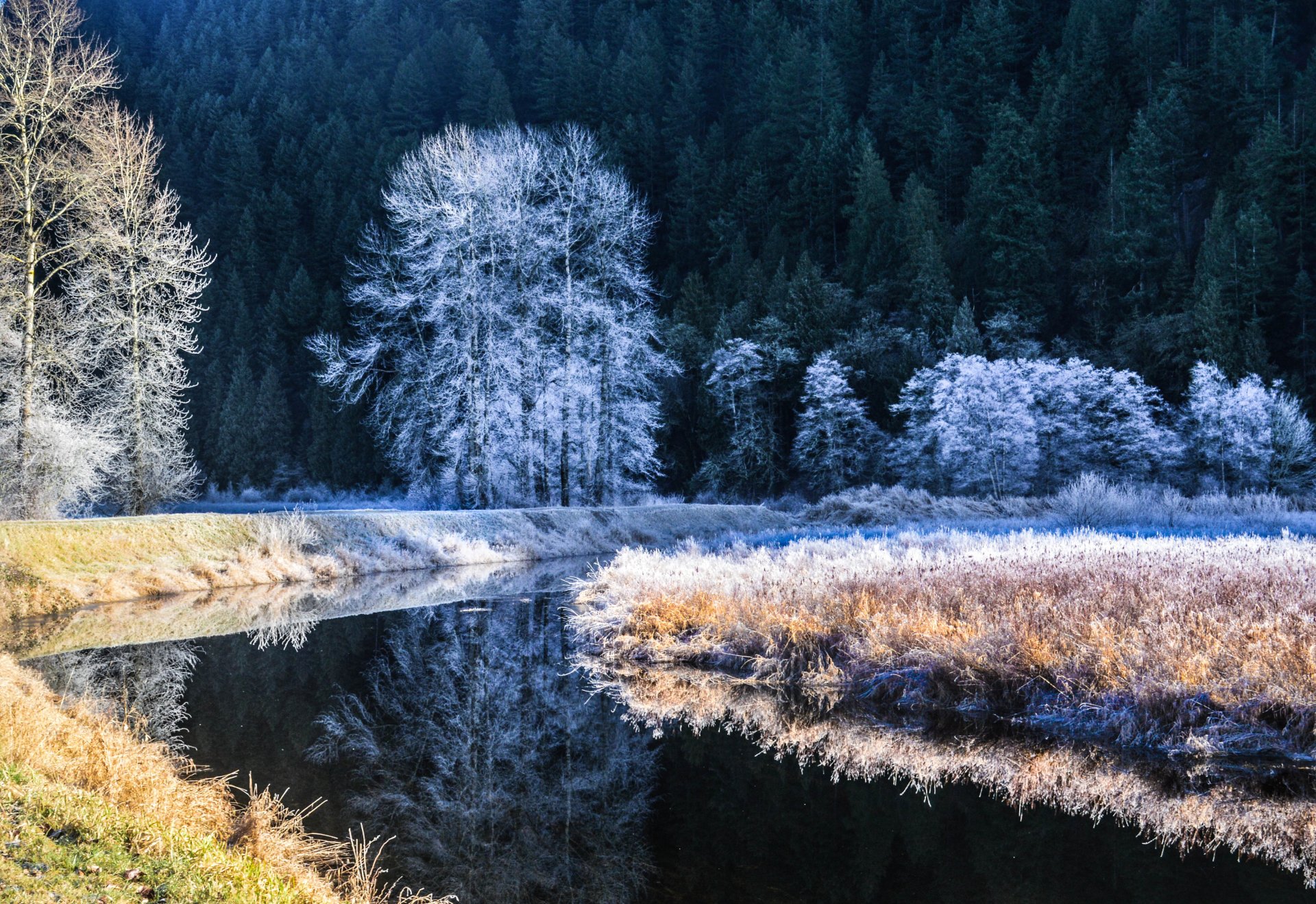 fluss winter frost bäume