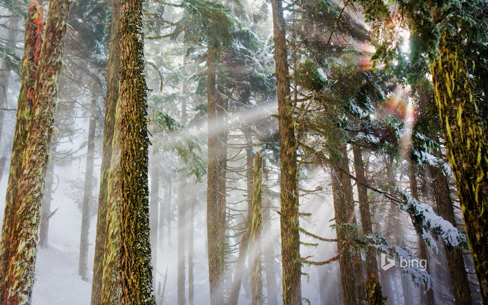 réserve nationale du mont baker-snokwalmi washington états-unis forêt pins hiver lumière rayons