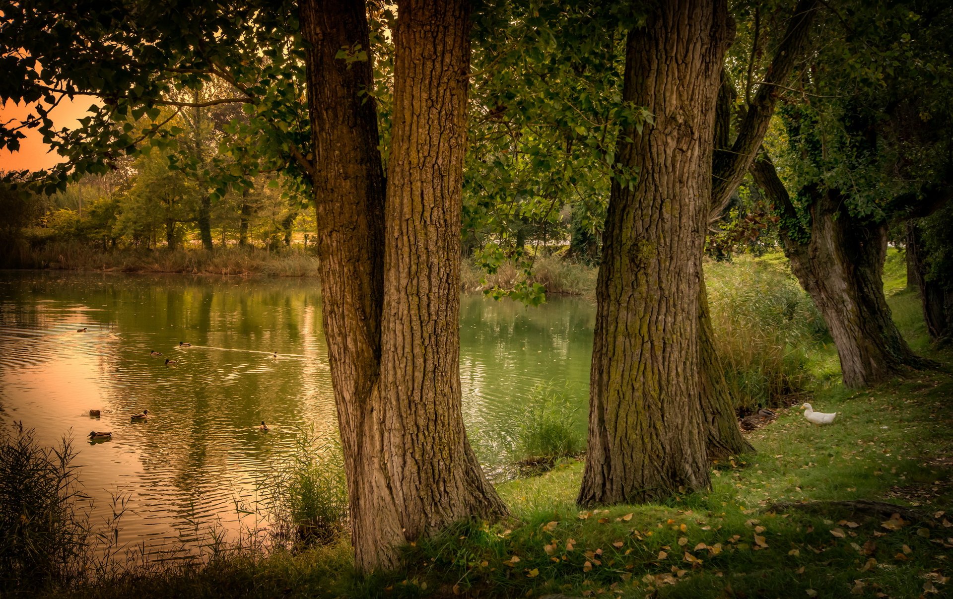 étang espagne gérone nature arbres canards forêt