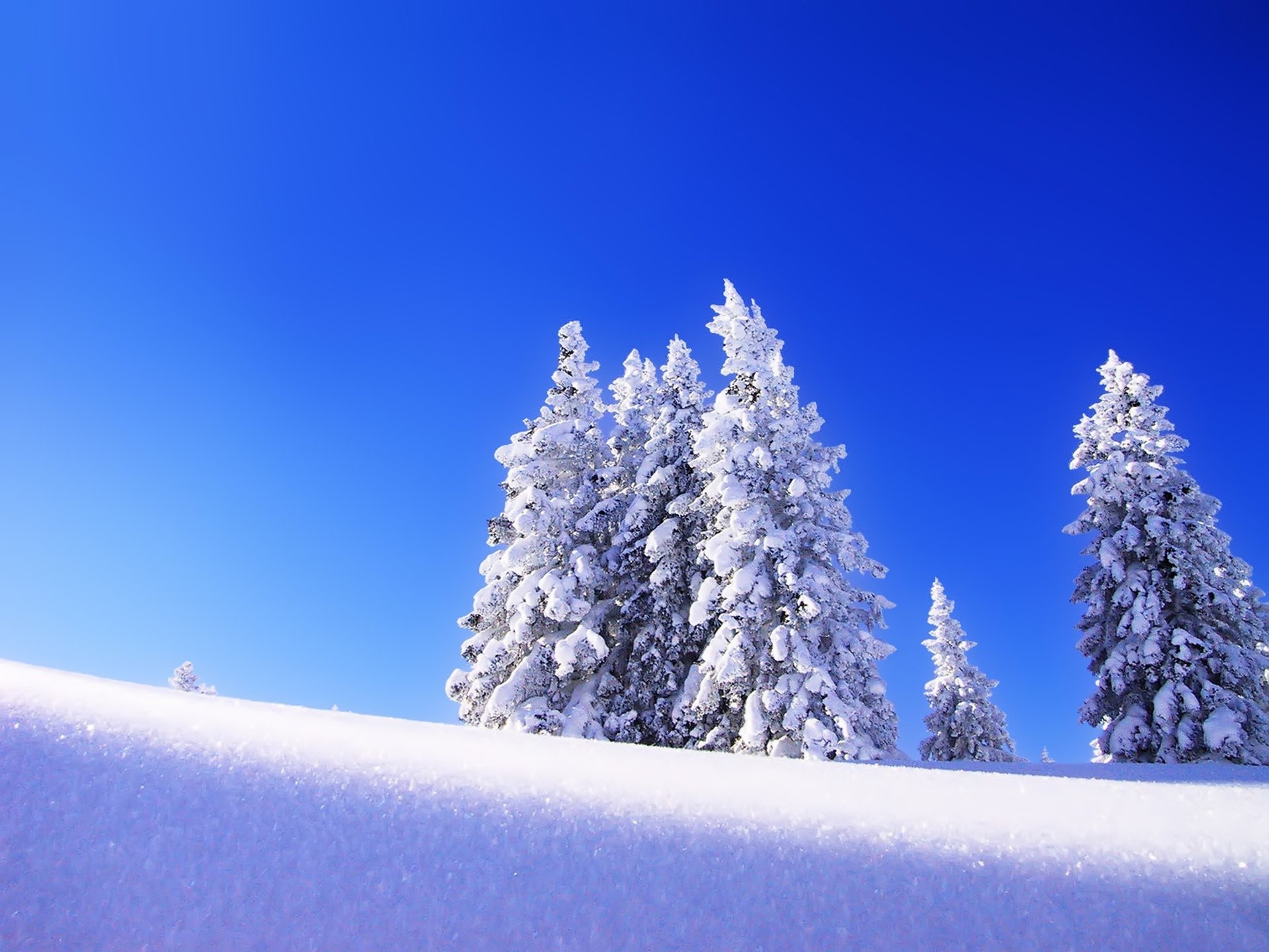 landscape winter snow sky spruce christmas tree tree morning frost