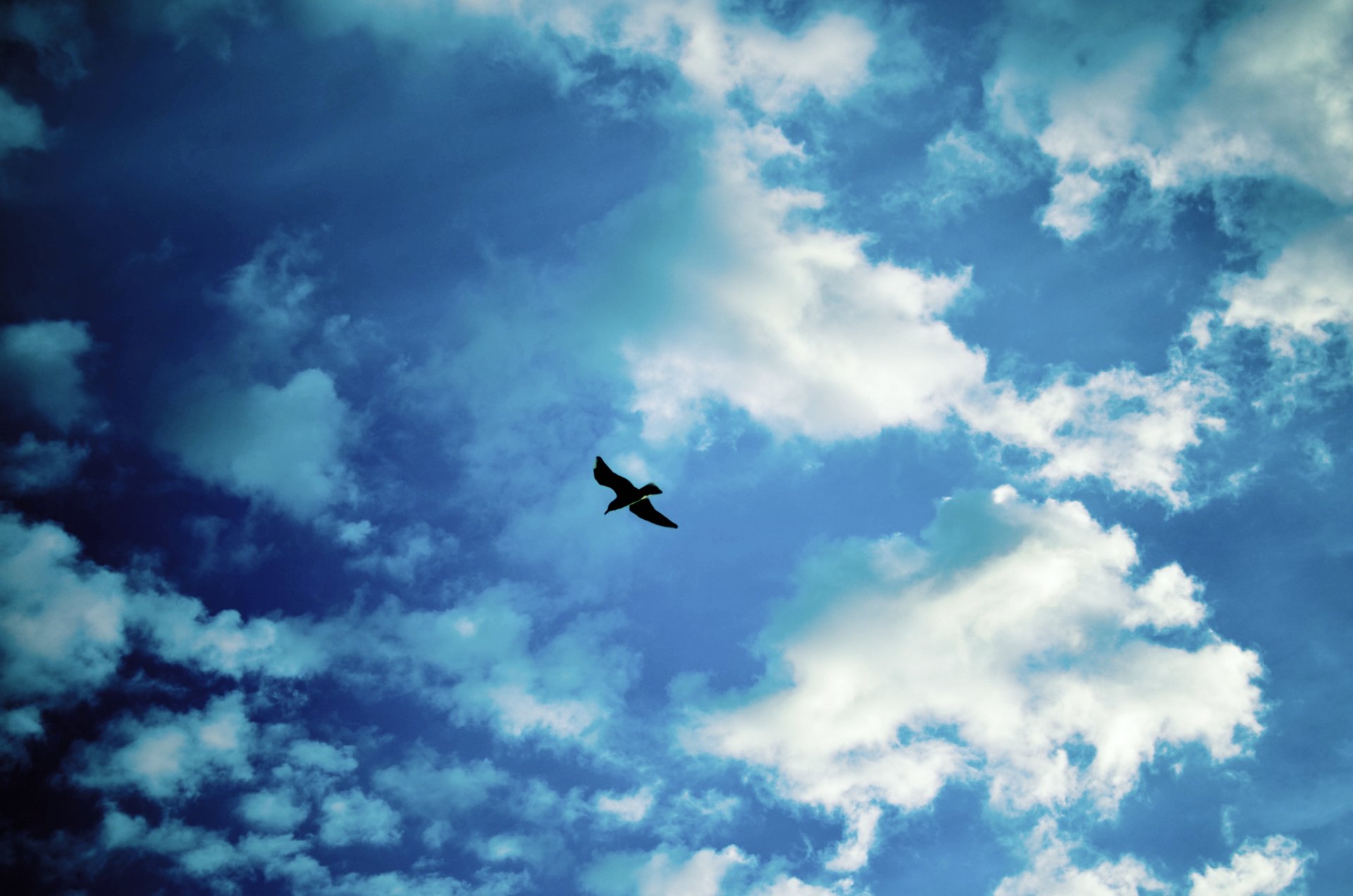 himmel vogel möwe wolken